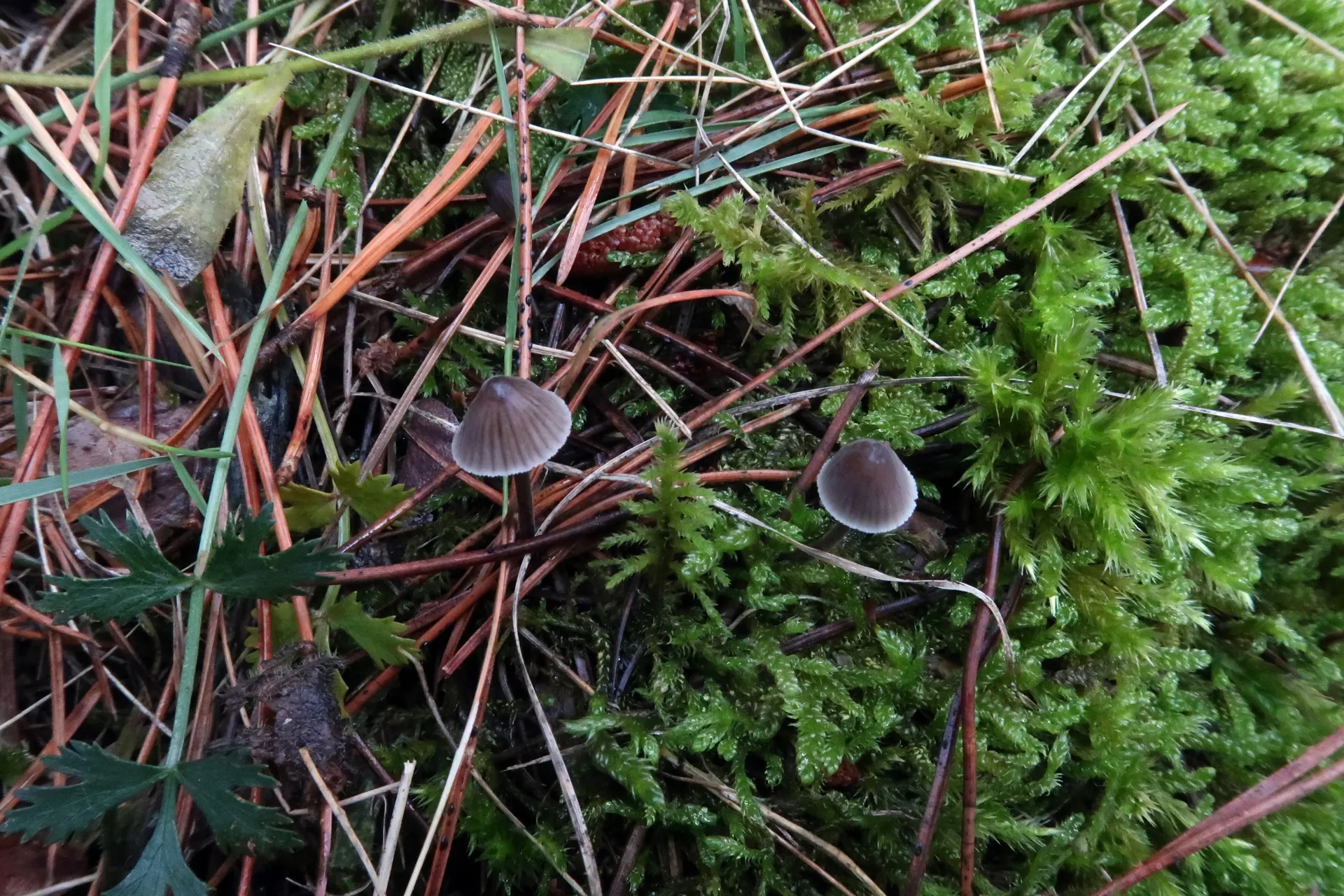 Mycena leptocephala - 1 - IMG_4117